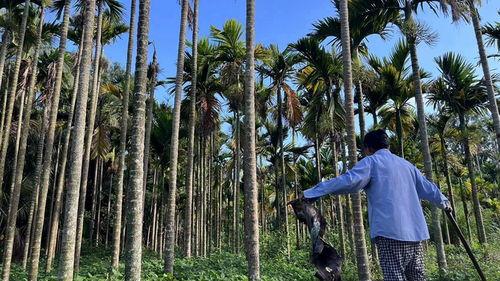 东莞槟榔最新爆料,揭秘最新爆料背后的真相与影响